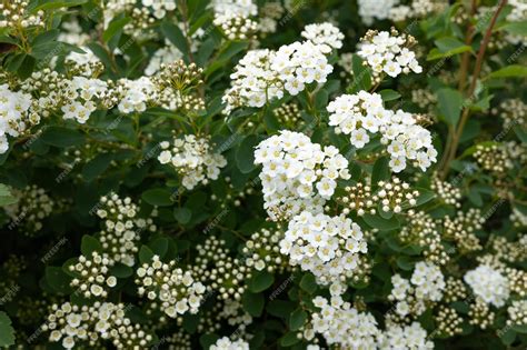 Premium Photo | A bush of white flowers with a dark green background