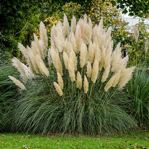 Buy Pampas Grass Plants for Sale | Ornamental Grass | Perfect Plants