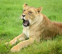 Image result for Baby Lion PFP