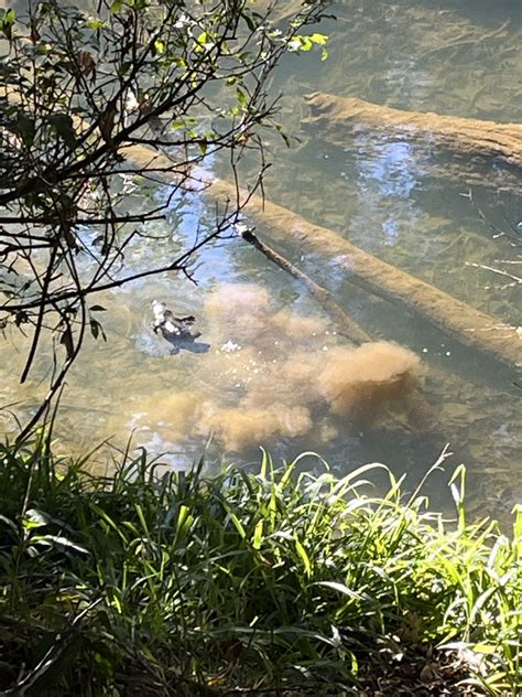 Image result for Northern Migration of Python's