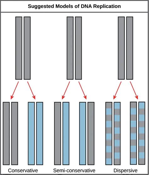 DNA Replication Model Labeled 的图像结果