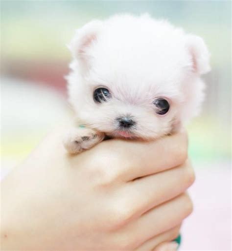 世界上最小狗狗排行榜,最小仅有拳头大小!