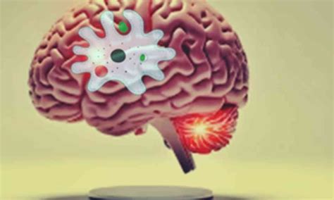 All about brain-eating amoeba infection that claimed two lives in Kerala