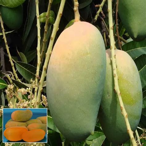 Ixora Farming Gir Kesar Mango Aam Grafted Fruit Plant (1.5-3 Feet ...