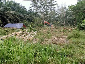 Deforestation 的图像结果