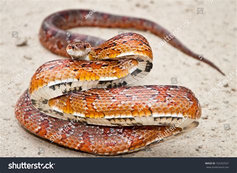 68 Florida Corn Snake Images, Stock Photos & Vectors | Shutterstock