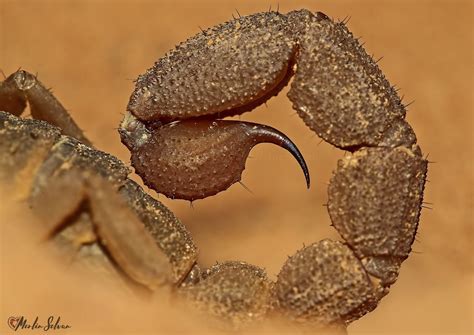 And Therein Lies A Tale... - slide11 | Nature inFocus