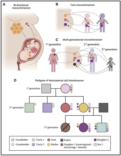 Fetomaternal microchimerism in tissue repair and tumor development ...