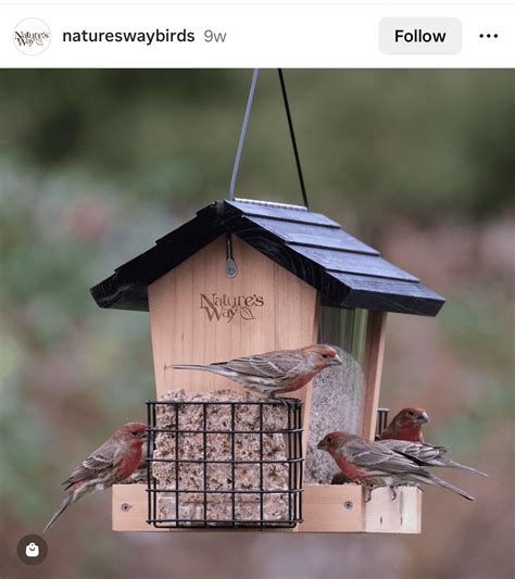 16 Unique Bird Feeder Ideas: Get Ready for a Flock of Feathered Friends