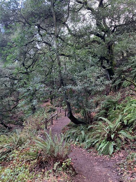HUCKLEBERRY BOTANIC REGIONAL PRESERVE LOOP | Mile Marker Memories