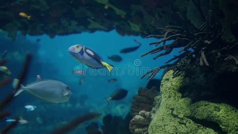 Fish Swimming 的图像结果