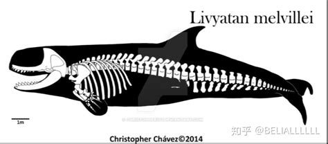 海兽之王——利维坦鲸