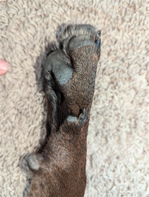 Paw Pad Under Dew Claw : r/vet