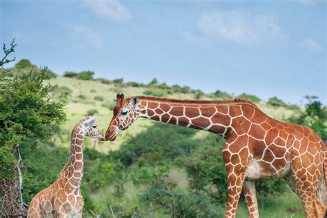 Bing Wallpaper Animal 的图像结果