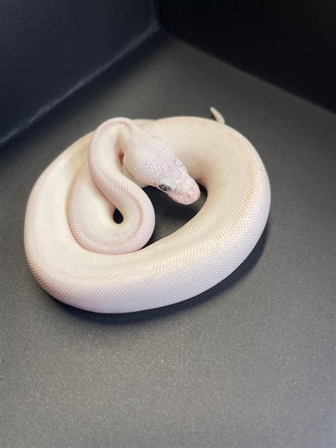 Image result for Butter Ball Python Morph