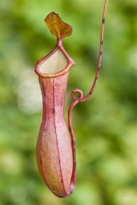 pitcher plant image
