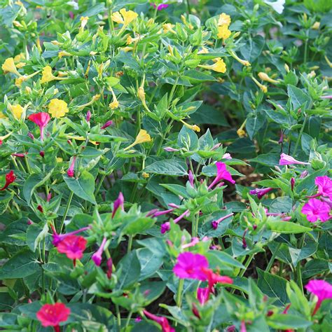 Growing 4 O Clocks In Pots at Johnnie Potter blog