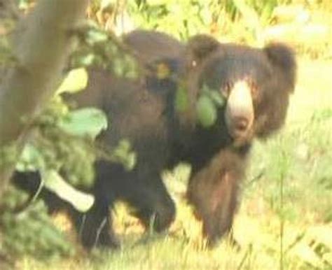 Bear on the prowl in Titlagarh, mauls 8