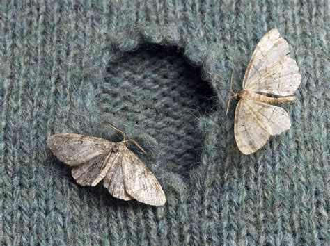 How to Stop Moths From Eating Your Clothes: 4 Steps