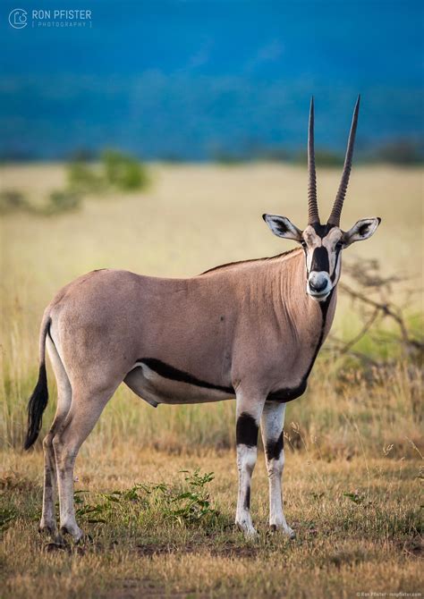 African Oryx