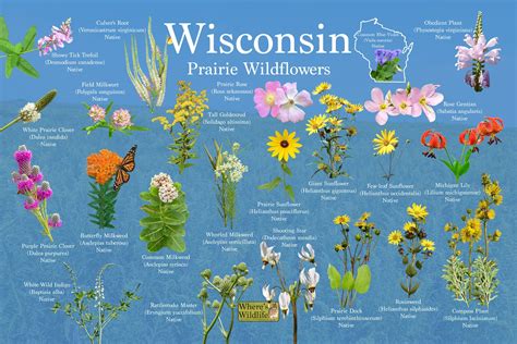Prairie Wildflowers of Wisconsin / State Flower Guide - Etsy