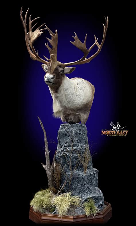 Caribou Pedestal Mount Mount, Mounted Caribou Pedestal Mount Taxidermy