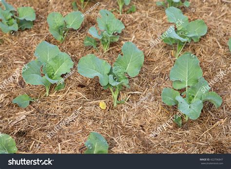 What Does A Baby Cabbage Plant Look Like at Gary Norris blog