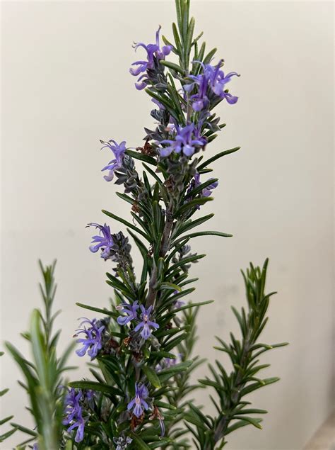 Rosmarinus officinalis 'Barbeque' - Plant Material