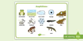 Amphibians Information PowerPoint - KS1 - Primary Resources