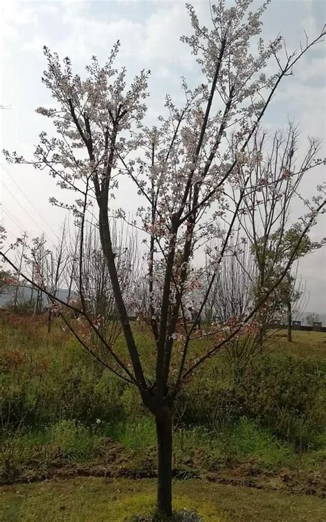 东航西北乘务员：我们如约而至 在春暖花开时接你回家 - 民用航空网