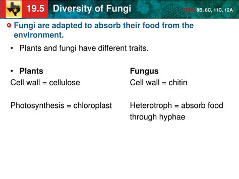PPT - KEY CONCEPT Fungi are heterotrophs that absorb their food ...