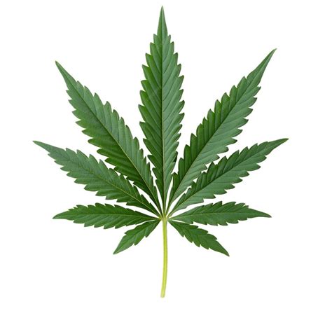 Cannabis leaf on transparent background | Premium AI-generated image