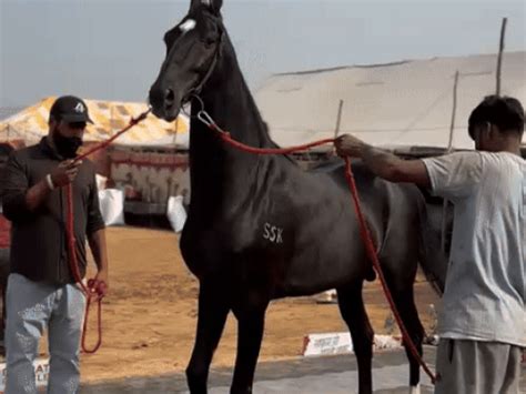 Ajmer Pushkar Cattle Fair, Horse Buffalo, Badal Price, PHOTOS, VIDEOS ...