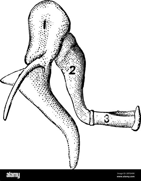 Anatomy Of Human Ear Hammer Anvil And Stirrup