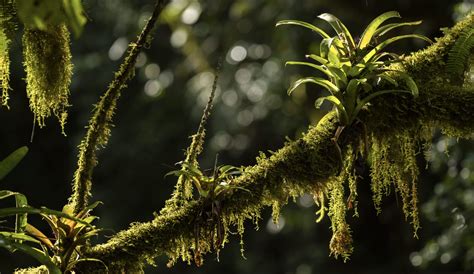 What Languages Are Spoken in Costa Rica? - Rosetta Stone