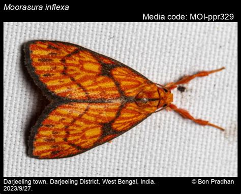 Moorasura inflexa (Moore, 1878) - | Moths