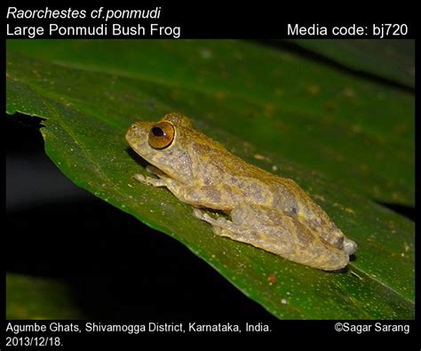 Raorchestes ponmudi (Biju & Bossuyt, 2005) - Large Ponmudi Bush Frog ...
