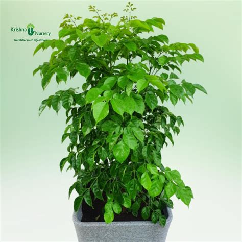 Radermachera Plant with Designer Pot