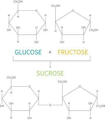 Formation of sucrose in molecular formula reaction - Brainly.in