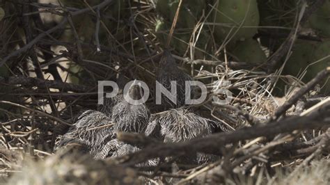 Roadrunner Nest