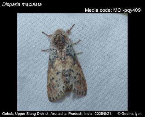 Disparia maculata | Moths