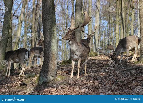 European Fallow Deer stock image. Image of body, hunting - 142865071