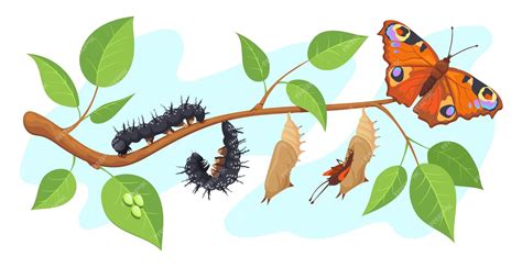 Premium Vector | Lepidoptera metamorphosis caterpillar to butterfly ...