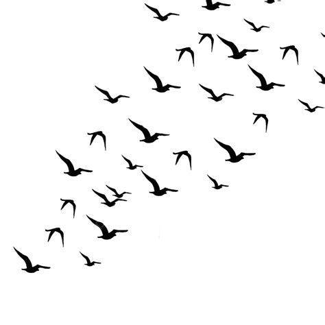 Flying Birds, Flying Bird, Birds Fly, Irds Birds Shi PNG Transparent ...
