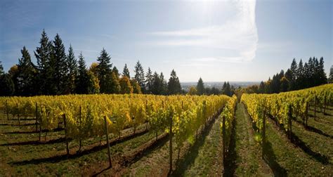 The Four Graces - Willamette Valley Winery
