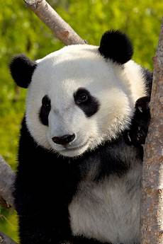 Panda Image by Panda San Diego Zoo Animals Plants Panda Image