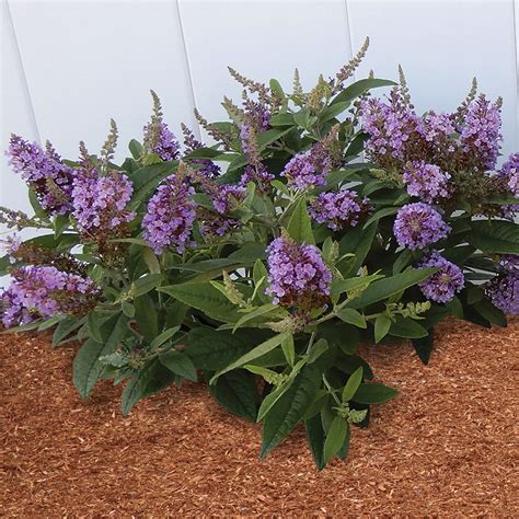 Dwarf Dapper® Butterfly Bush Collection | Plant Addicts