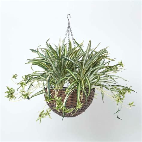 Artificial Hanging Basket Spider Plant, 60 cm