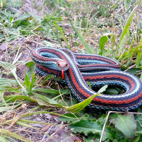Endangered Snakes List