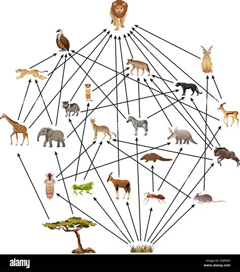 African Food Web